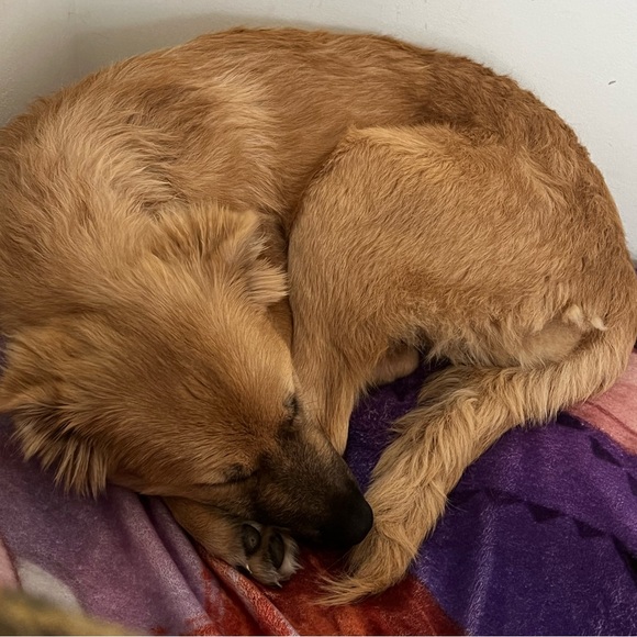 Meet your Posher, Danielle - Picture 4 of 4